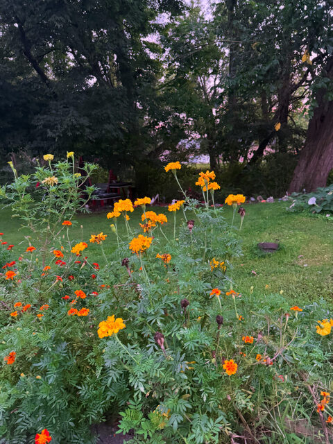 flowers at sunset