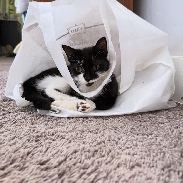 small tuxedo cat laying in a bag