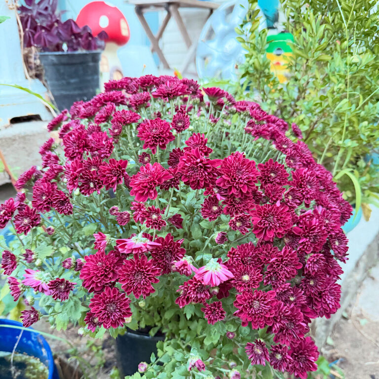 pot of mums