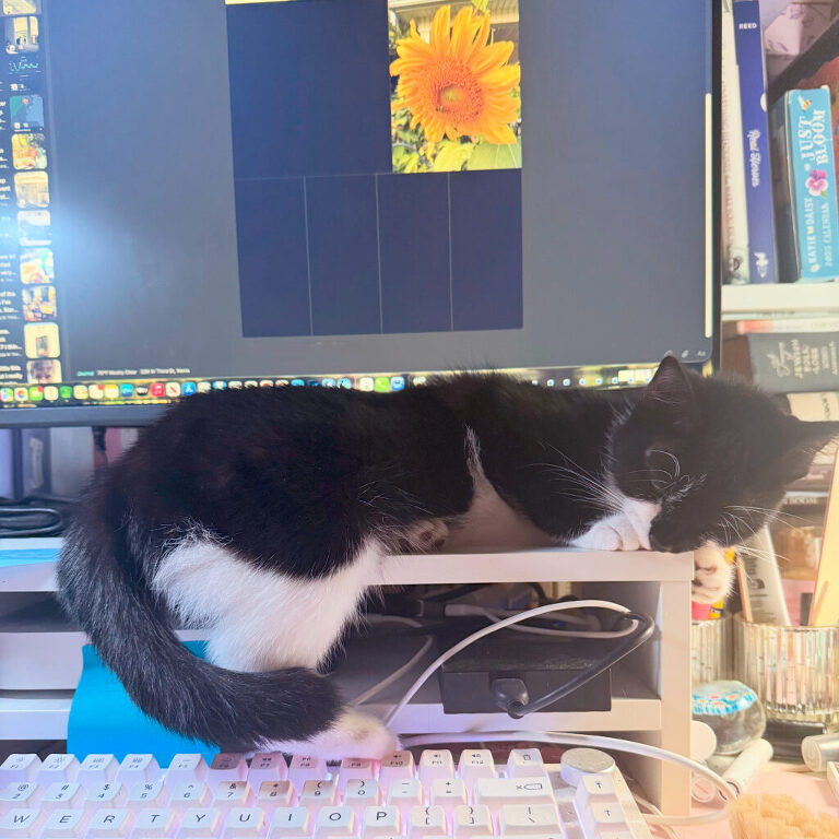small tuxedo cat laying by a computer and keyboard