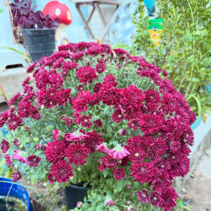 pot of mums