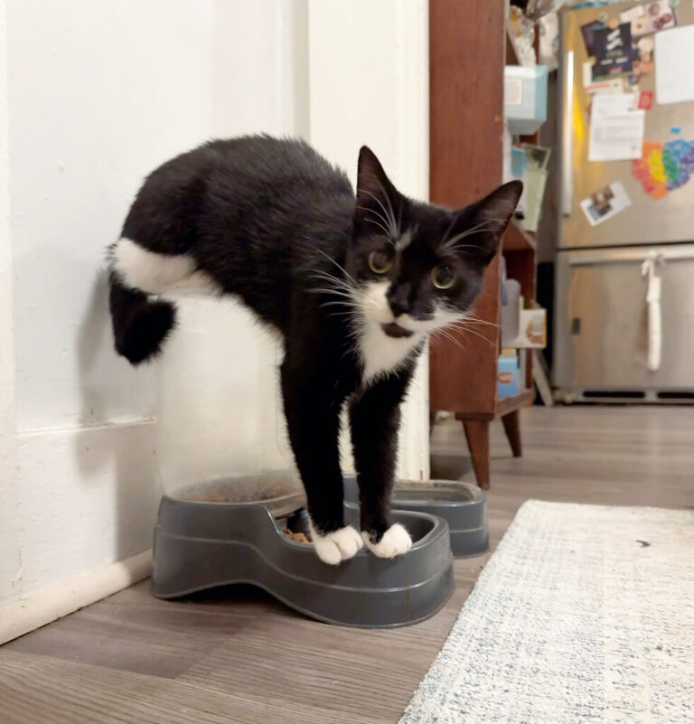 small cat standing on food dispenser
