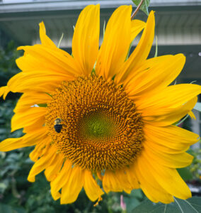 sunflower with bumblebee