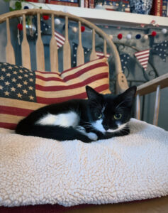 small tuxedo cat laying on a blanket