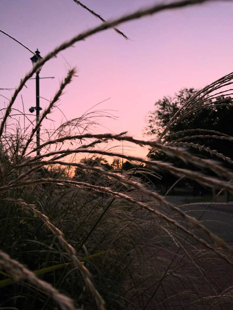 pink sunset sky through tall grasses
