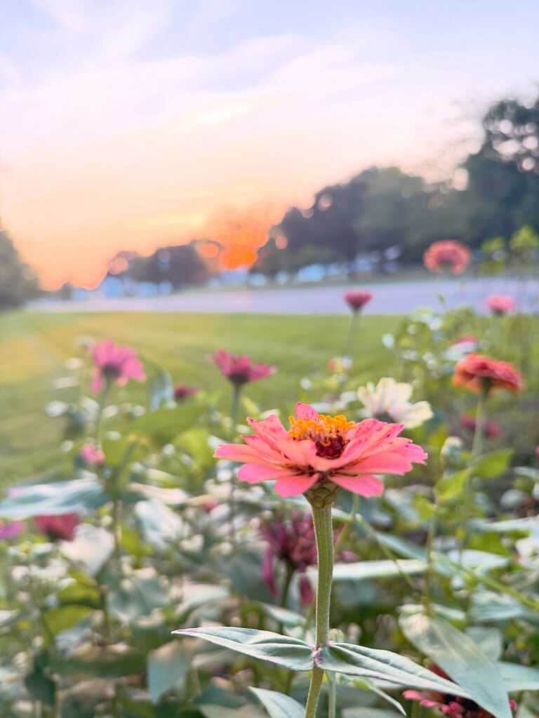 zinnias at sunset