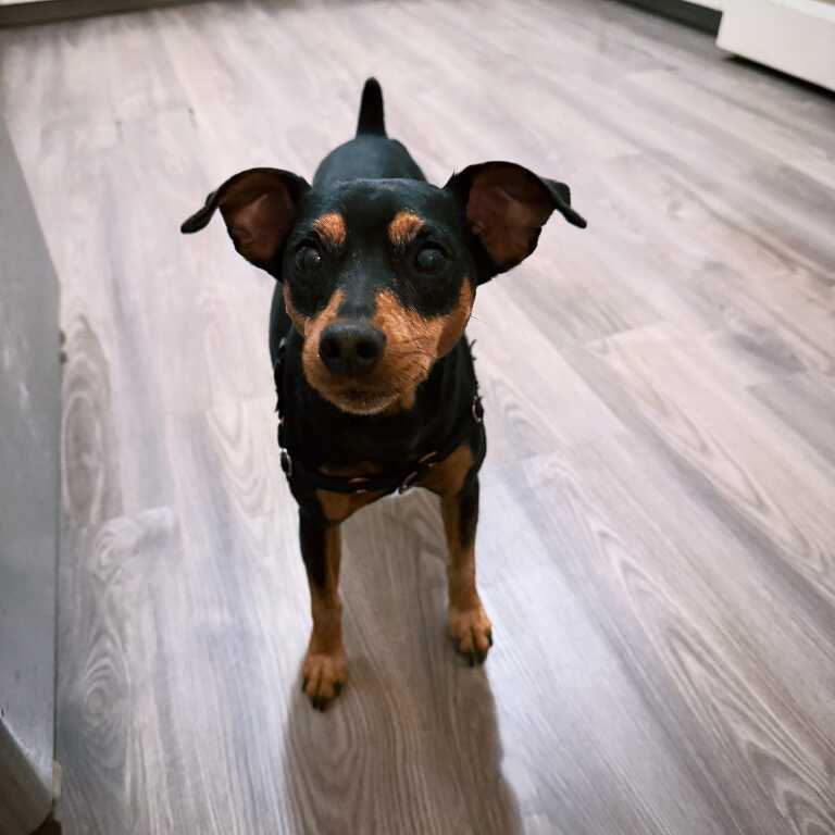 Minpin dog staring at camera