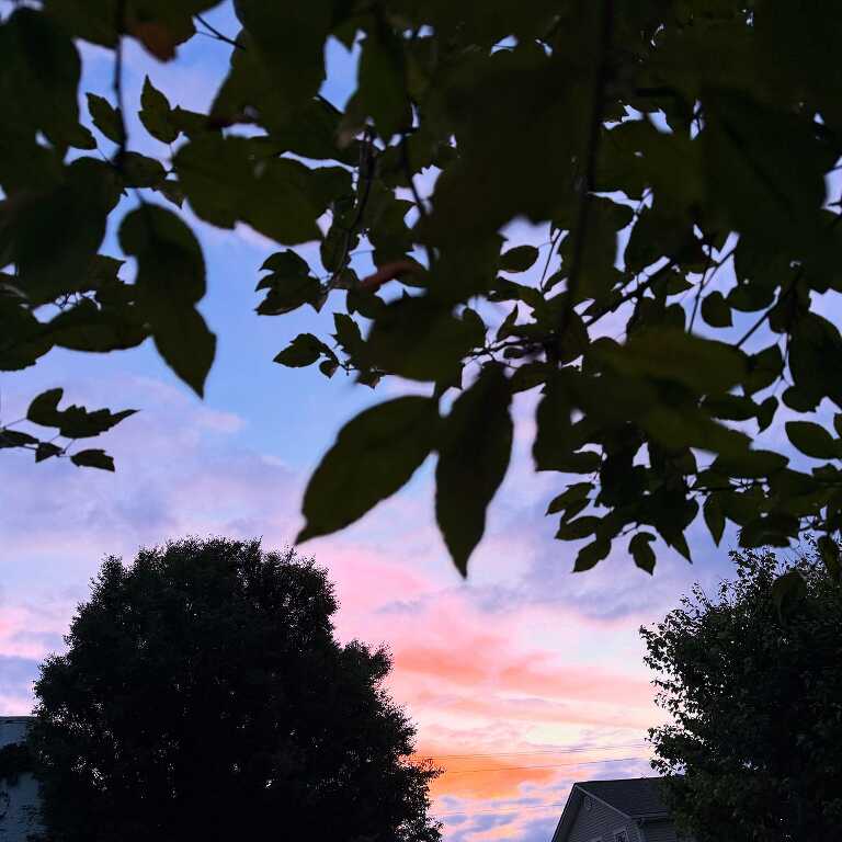 sunset through tree branches and leaves
